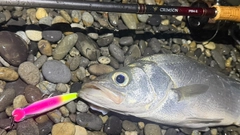ヒラスズキの釣果