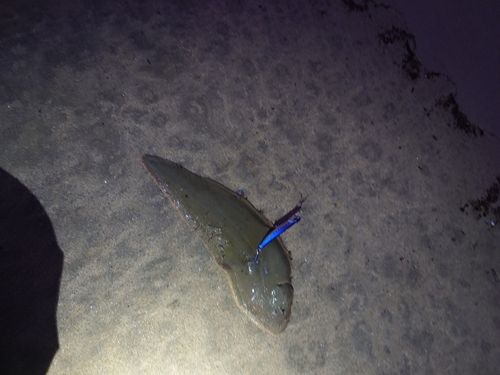 シタビラメの釣果