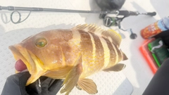 アオハタの釣果