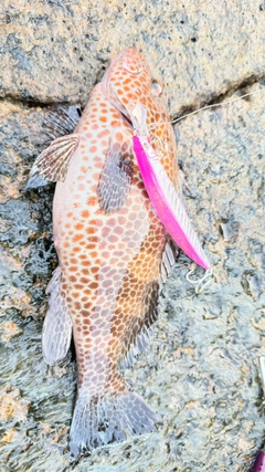 オオモンハタの釣果