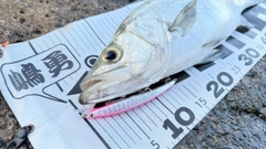 ヒラスズキの釣果