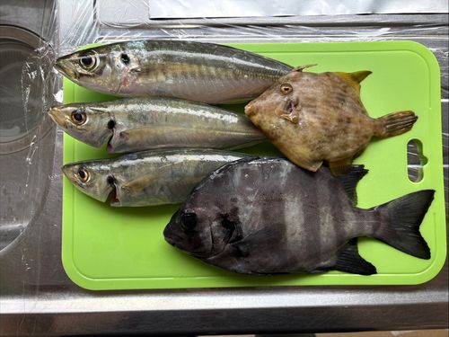 アジの釣果