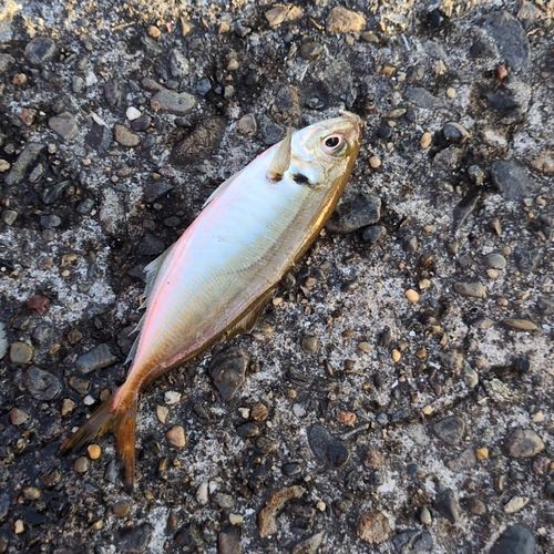 マルアジの釣果