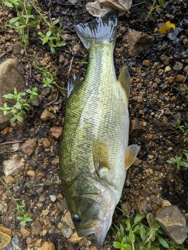 ブラックバスの釣果