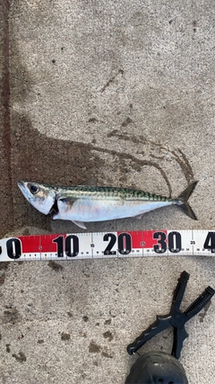 サバの釣果