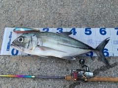 ギンガメアジの釣果
