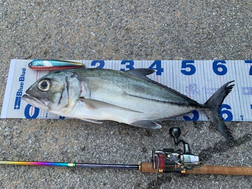 ギンガメアジの釣果