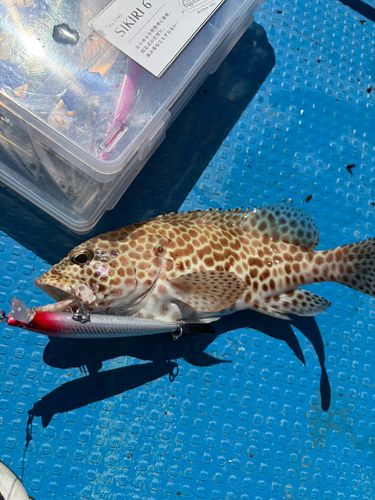 カンモンハタの釣果