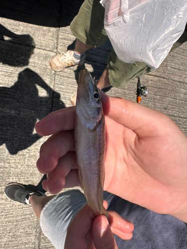 キスの釣果