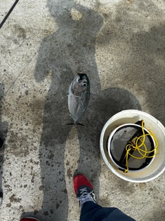 ソウダガツオの釣果