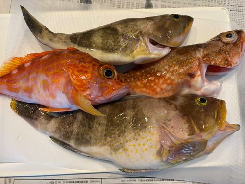 アオハタの釣果
