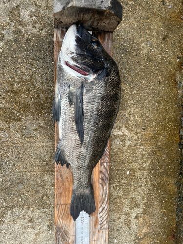 アコウの釣果