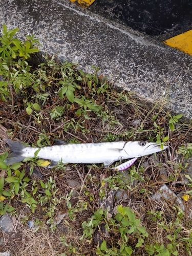 カマスの釣果