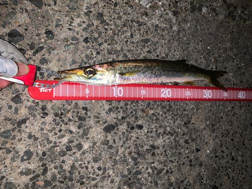 カマスの釣果