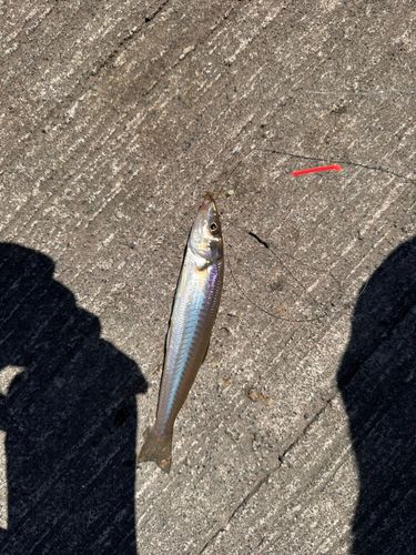 キスの釣果