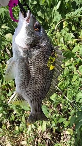 キビレの釣果