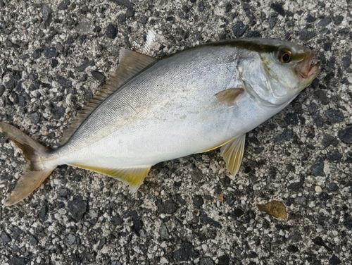 ネリゴの釣果