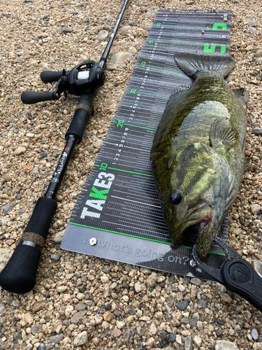 スモールマウスバスの釣果