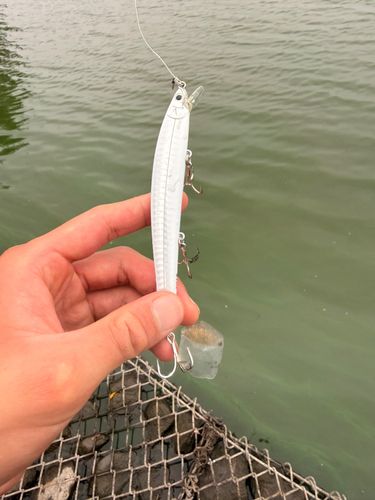 コイの釣果