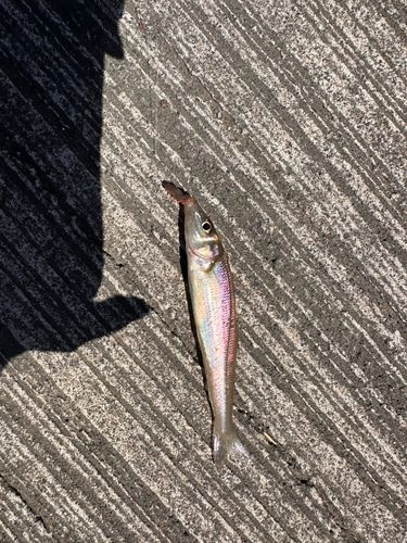 キスの釣果