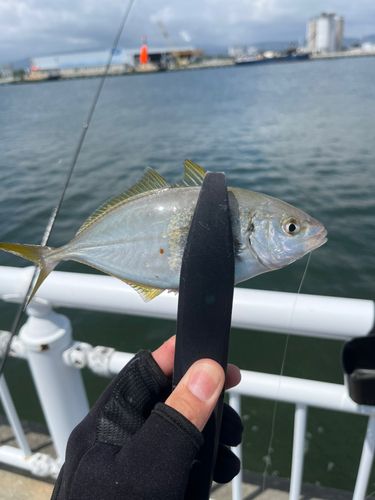 シマアジの釣果