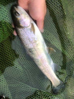 ニジマスの釣果