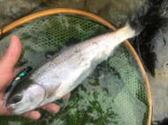 ニジマスの釣果
