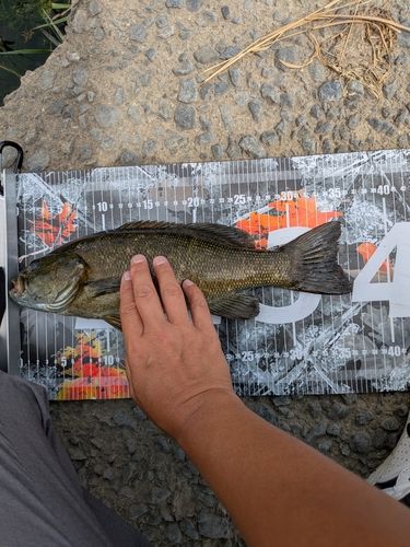 スモールマウスバスの釣果