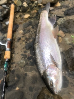 ニジマスの釣果