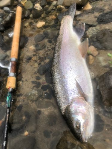 ニジマスの釣果