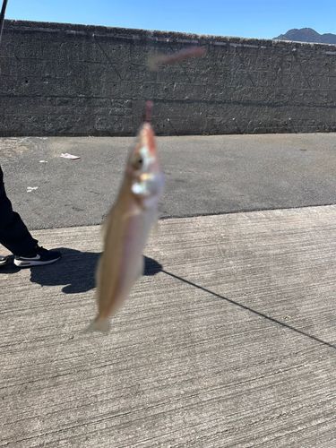 キスの釣果