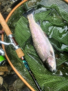 ニジマスの釣果