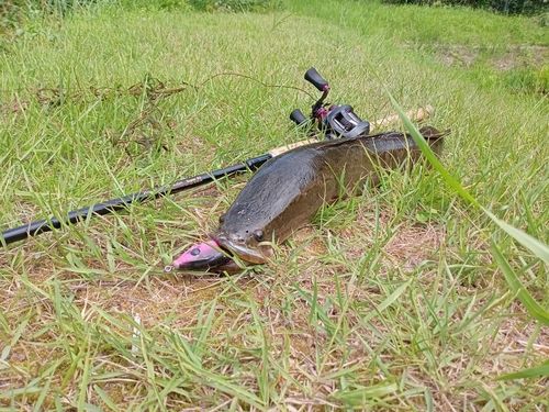 ライギョの釣果