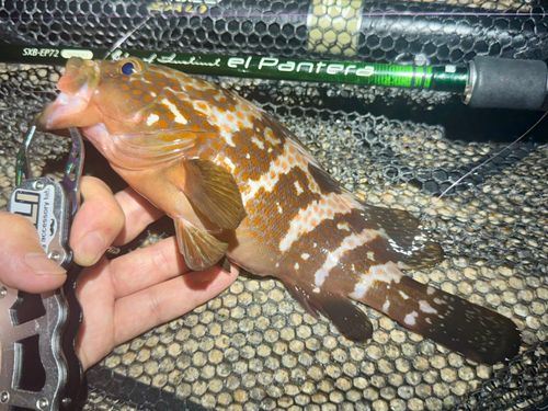 アコウの釣果