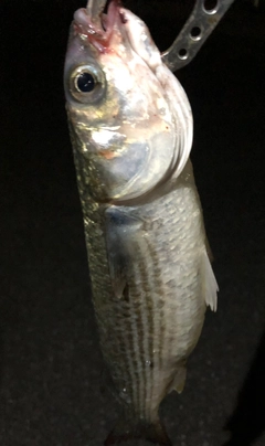 ボラの釣果