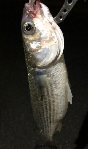 ボラの釣果