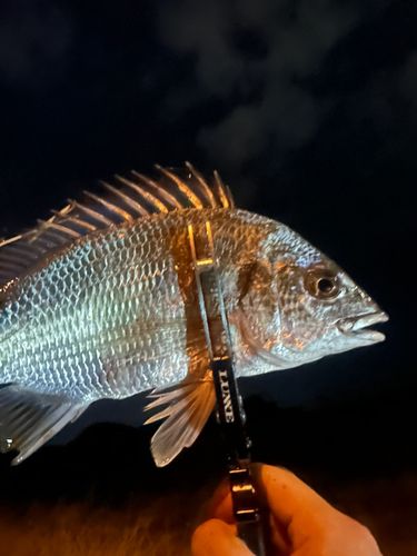 キビレの釣果