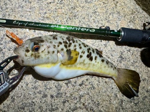フグの釣果