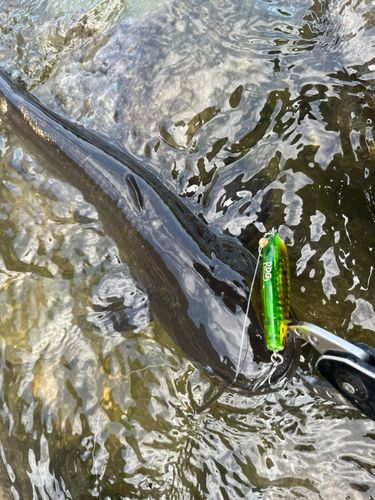 ナマズの釣果