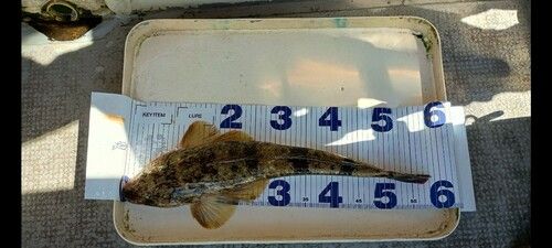ベッコウゾイの釣果