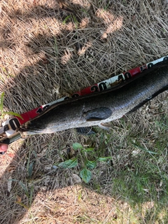 ライギョの釣果