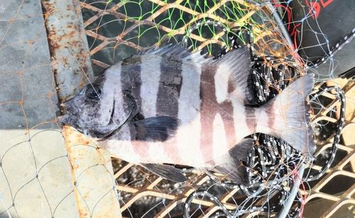 シマダイの釣果
