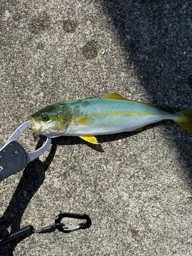 ワカシの釣果