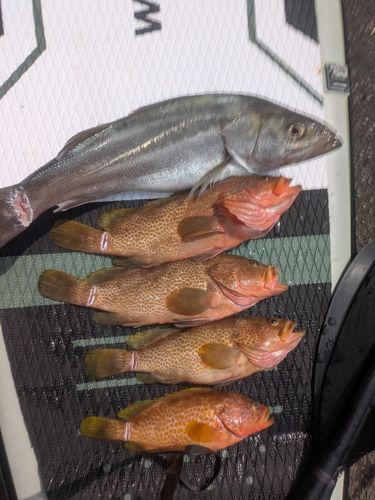 キジハタの釣果