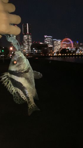 コショウダイの釣果