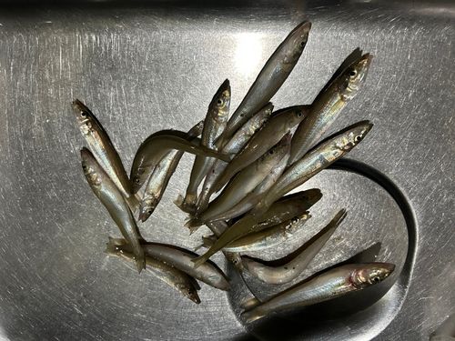 キスの釣果