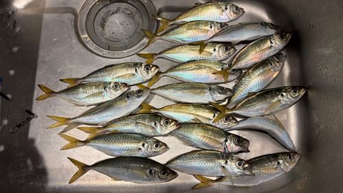 アジの釣果