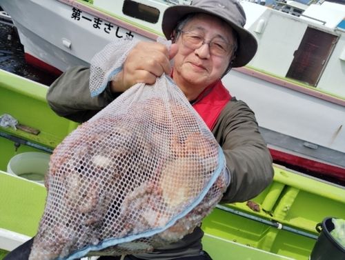 マダコの釣果