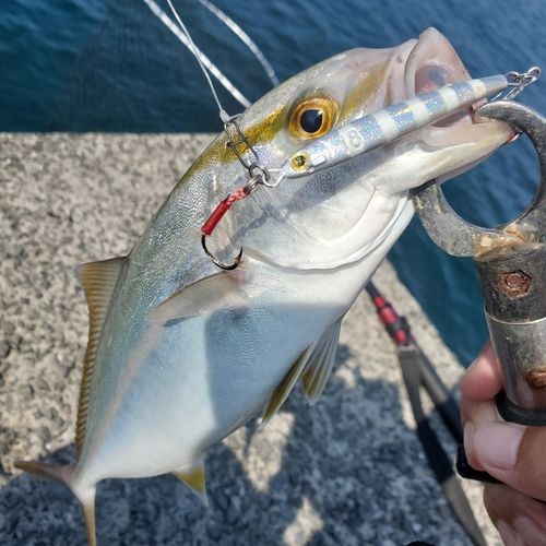 カンパチの釣果