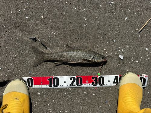 ウグイの釣果